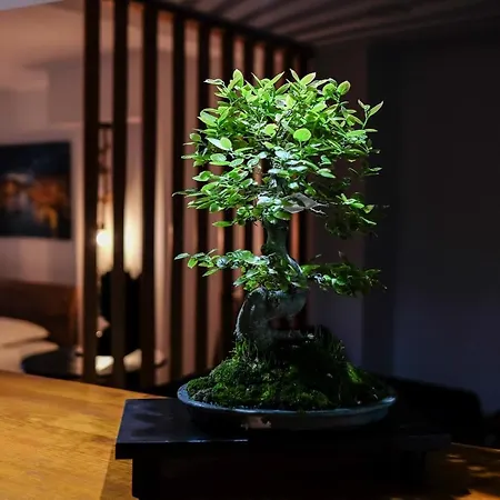 Bonsai Family