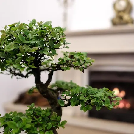 בית הארחה Bonsai Family *